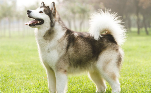 为么说规模大狗好像不行家居喂养时！这5种小狗身型虽大却溫柔 无疑不撕家(图2)