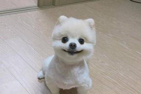 白博美毛又短又少怎么办？这个办法肯定管用(图3)