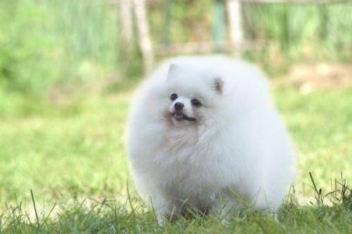 白博美毛又短又少怎么办？这个办法肯定管用(图2)