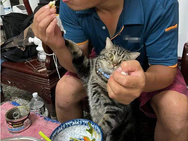 虾是要拨调老婆吃的 但每拨好还没放在老婆碗里 就被猫抢了！(图1)