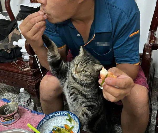 虾是要拨调老婆吃的 但每拨好还没放在老婆碗里 就被猫抢了！(图2)