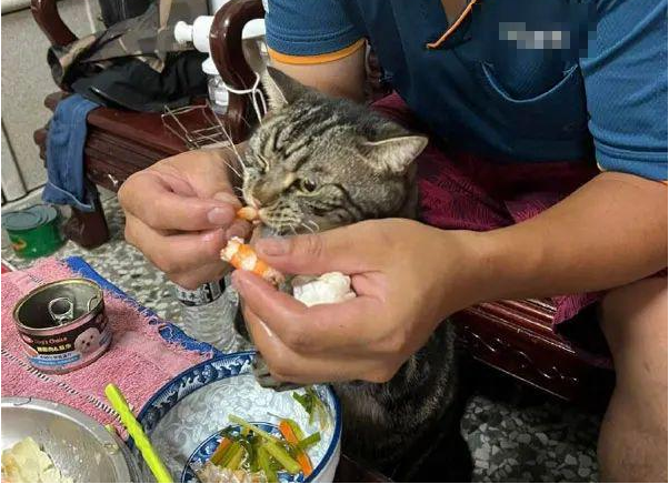 虾是要拨调老婆吃的 但每拨好还没放在老婆碗里 就被猫抢了！(图4)