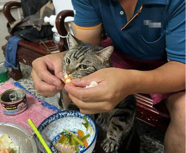 虾是要拨调老婆吃的 但每拨好还没放在老婆碗里 就被猫抢了！(图5)