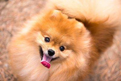 博美吃蛋黄有什么好处？最好就是是谨慎对待(图2)