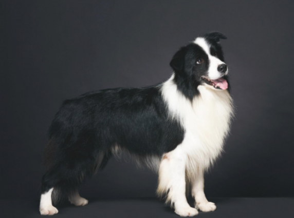 最有活力的七种小狗(图1)