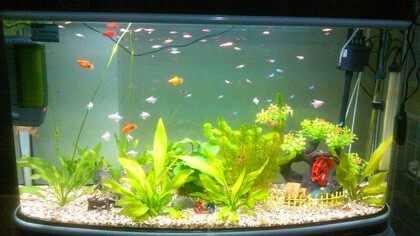 鱼缸水忽然间变白怎么办(图1)