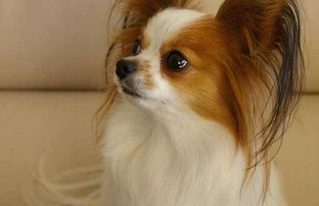 蝴蝶犬为啥养的人少？是毕竟不被热爱吗(图3)