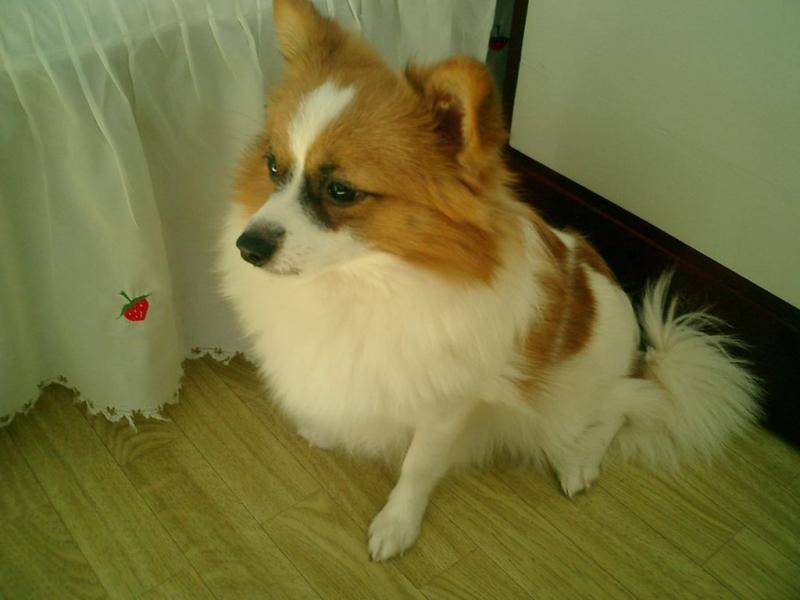 蝴蝶犬为啥养的人少？是毕竟不被热爱吗(图1)