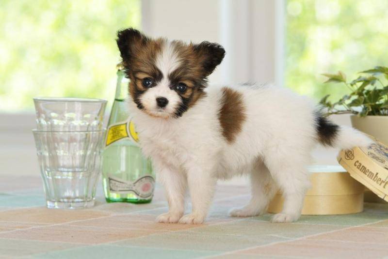 蝴蝶犬为啥养的人少？是毕竟不被热爱吗(图2)