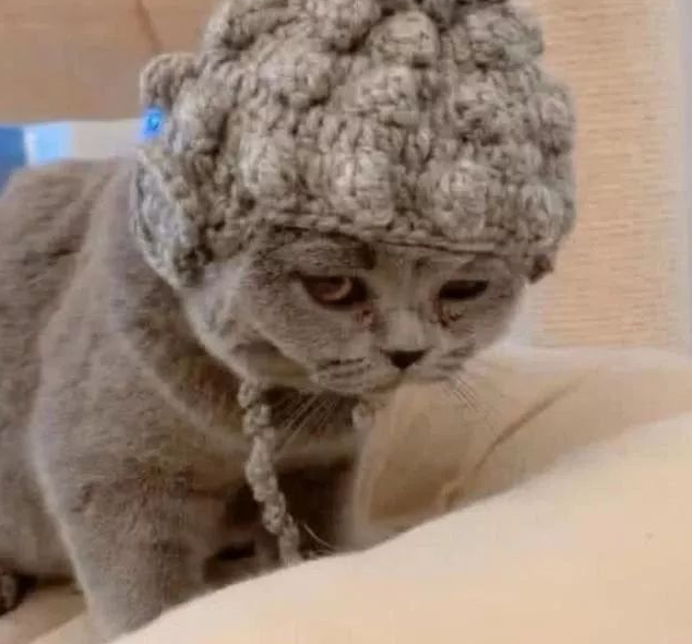 怕奶奶无聊 女孩买了只蓝猫给奶奶作伴儿 过年时候更是直呼“阿弥陀佛”！(图1)