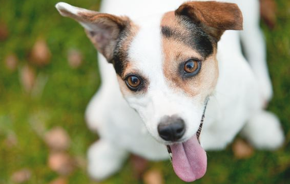 狗狗爱主人款款深情 会有这7种“告白”个人行为(图1)