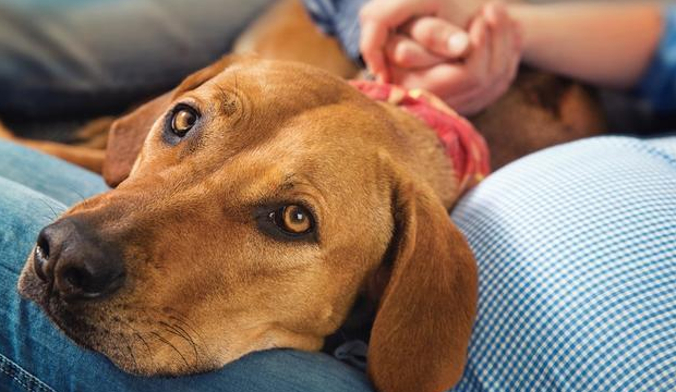 狗狗爱主人款款深情 会有这7种“告白”个人行为(图2)