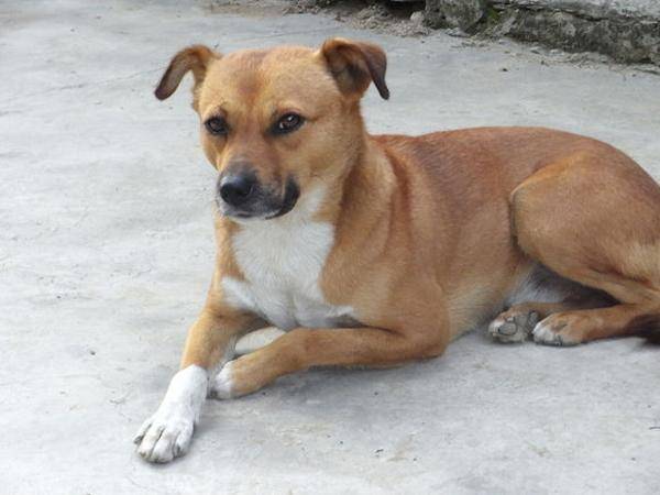 看家护院什么呢狗最好？非中华土狗神莫属(图2)