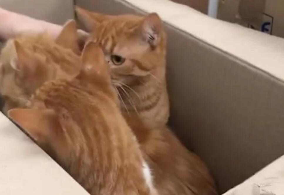 好心人在路边听见极其微弱猫叫 密封纸箱再打开后 里面陡然间11只小猫(图2)