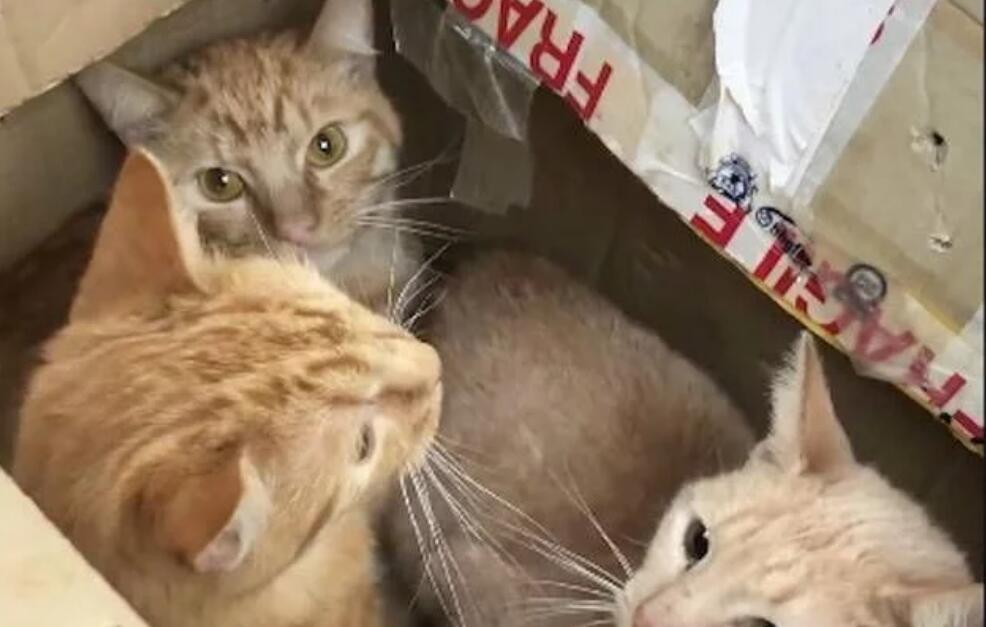 好心人在路边听见极其微弱猫叫 密封纸箱再打开后 里面陡然间11只小猫(图3)