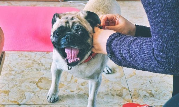 这“6种小狗” 很比较合适父母喂食 你要想选哪一种狗送父母呢？(图2)