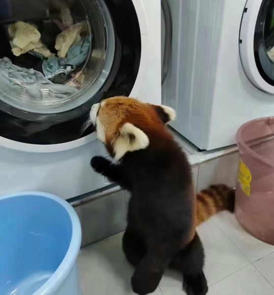 小熊猫“翘课”奔进学生宿舍结伴玩耍动物园回应：已将其带回去(图2)