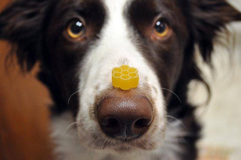 被狗狗咬伤怎么办啊？一些情况紧急应急措施(图3)