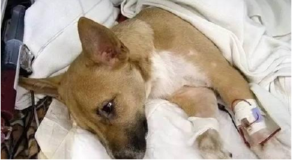 狗胃炎症状及治疗方法(图1)