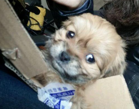 怎样辩别星期狗呢？这几点你要清楚！(图2)