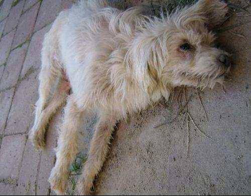 狗瘟的症状有都有那些？那些个症状要早知(图2)