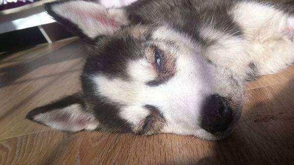 狗瘟的症状有都有那些？那些个症状要早知(图1)