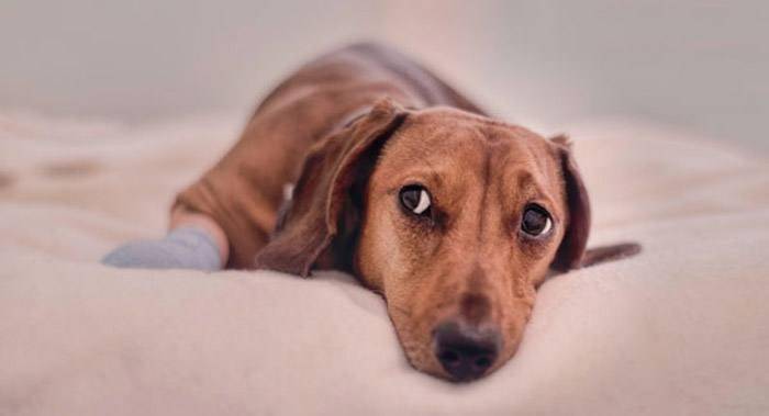 狗瘟的症状有都有那些？那些个症状要早知(图3)