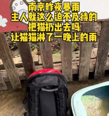 路边的猫包里装着只猫咪 路人可以打开后语塞了：昨夜但大暴雨啊(图1)
