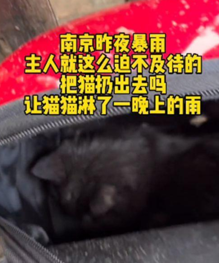 路边的猫包里装着只猫咪 路人可以打开后语塞了：昨夜但大暴雨啊(图2)