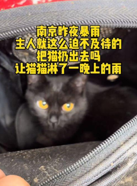 路边的猫包里装着只猫咪 路人可以打开后语塞了：昨夜但大暴雨啊(图3)