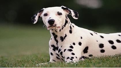 斑点狗智商(图1)