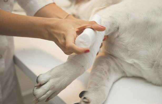 狗狗病了时候响起六个“求救信号” 每一个都很作用效果 接到能救人(图1)