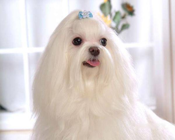 西施犬好养吗？喂饲它要注意什么(图3)