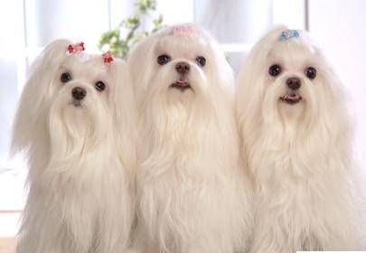 西施犬好养吗？喂饲它要注意什么(图1)