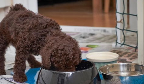 狗狗通人性是可以训练小便大便吗？(图2)