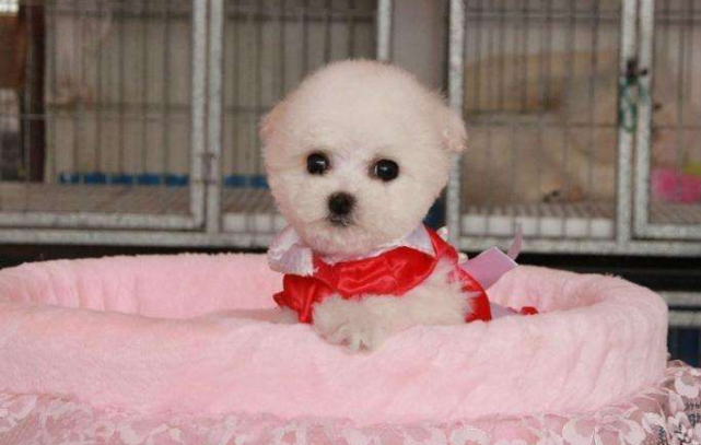 比熊和博美也可以互相养吗?看完你肯定放心吧了(图2)