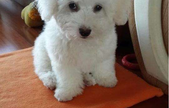 比熊和博美也可以互相养吗?看完你肯定放心吧了(图1)