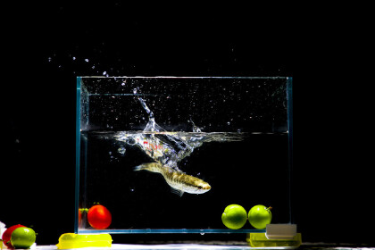 鱼下缸一个小时没死算完成(图1)