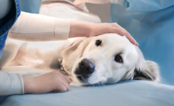 狗狗拉稀吃蒙脱石散的使用量(图1)