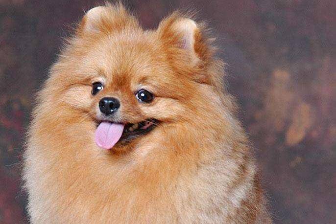 博美狗生产前症状 绝大多数是这样的(图2)