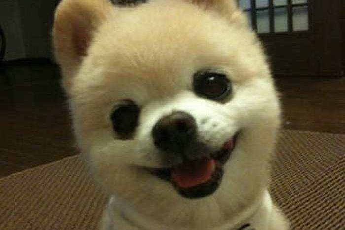 博美狗生产前症状 绝大多数是这样的(图3)