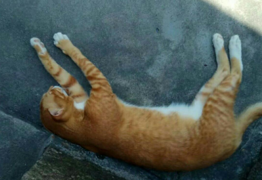 橘猫分身奶爸 实力宠娃 陪娃晚上睡觉 看起来很那种温馨(图1)