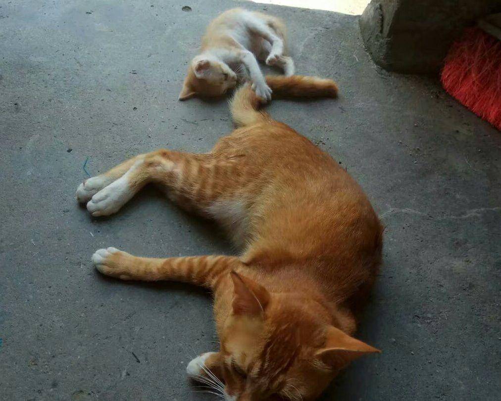 橘猫分身奶爸 实力宠娃 陪娃晚上睡觉 看起来很那种温馨(图2)