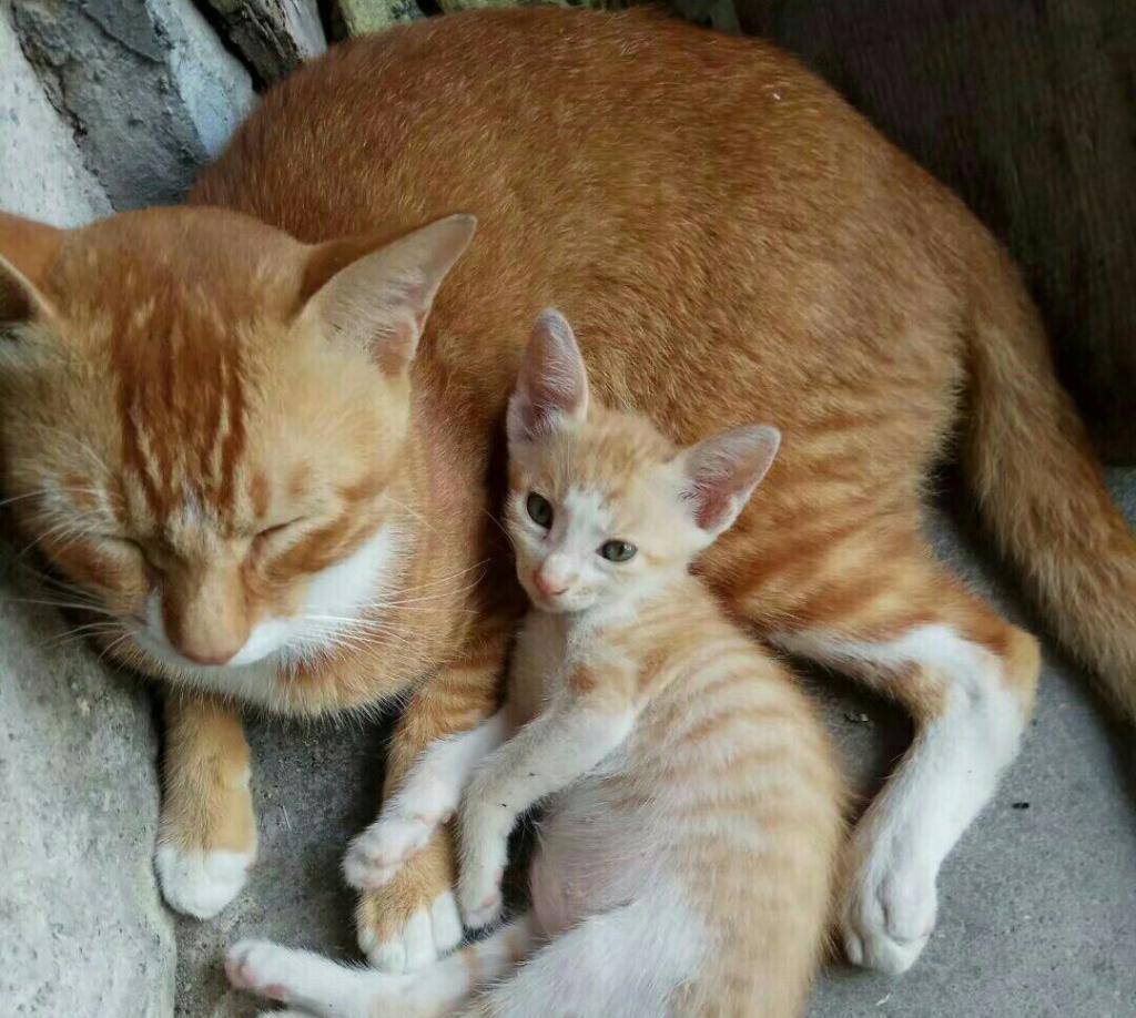 橘猫分身奶爸 实力宠娃 陪娃晚上睡觉 看起来很那种温馨(图3)