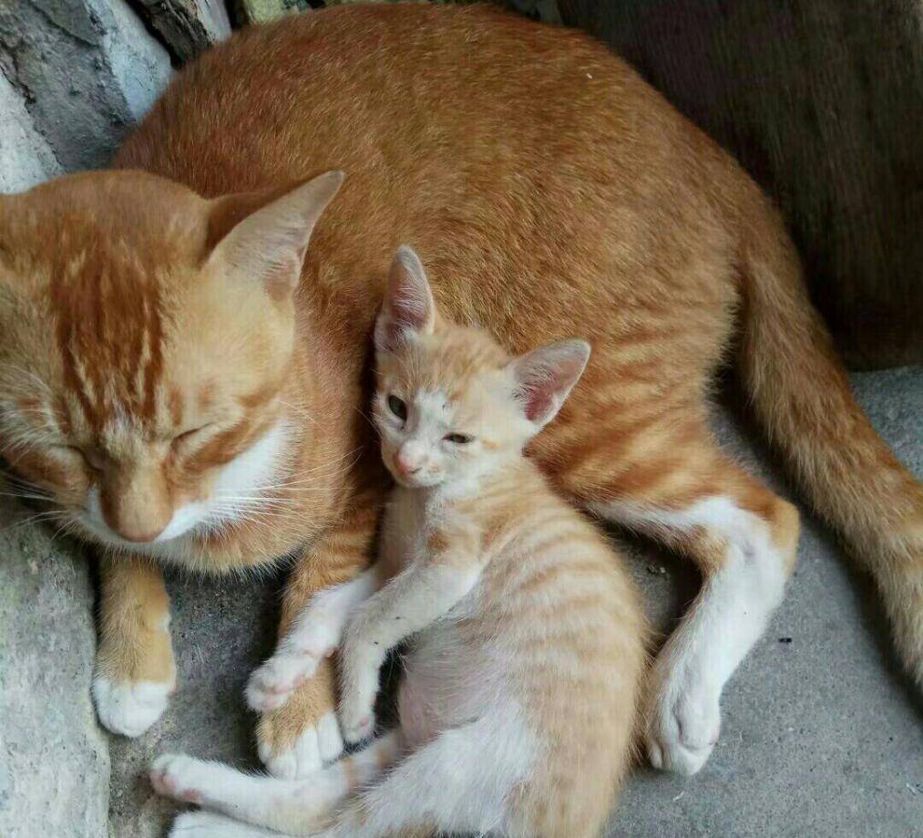 橘猫分身奶爸 实力宠娃 陪娃晚上睡觉 看起来很那种温馨(图4)