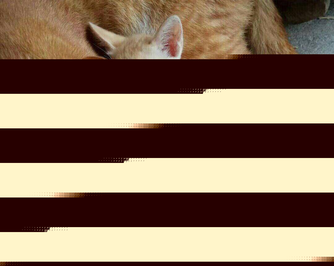 橘猫分身奶爸 实力宠娃 陪娃晚上睡觉 看起来很那种温馨(图6)