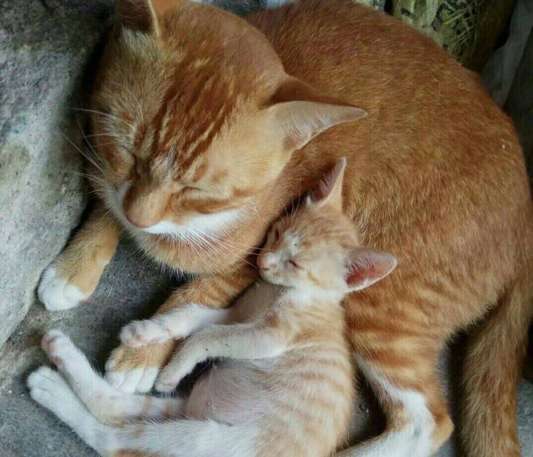 橘猫分身奶爸 实力宠娃 陪娃晚上睡觉 看起来很那种温馨(图5)