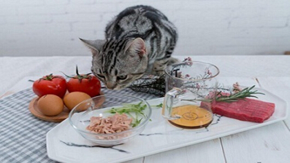 春天猫咪食欲减退怎么办啊(图1)