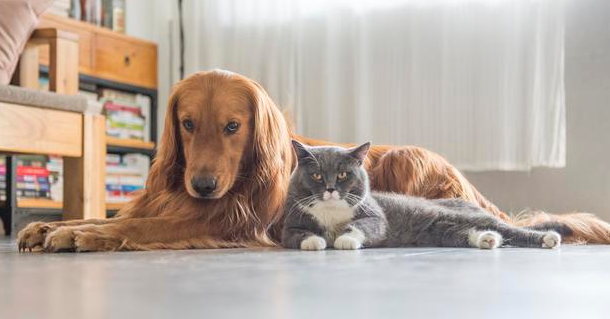 怎地养猫咪的人变多了？由于这7个小原因 挺香的(图1)