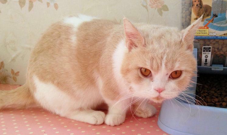 猫界“萌神”：曼基康 网友直称太可爱了(图2)